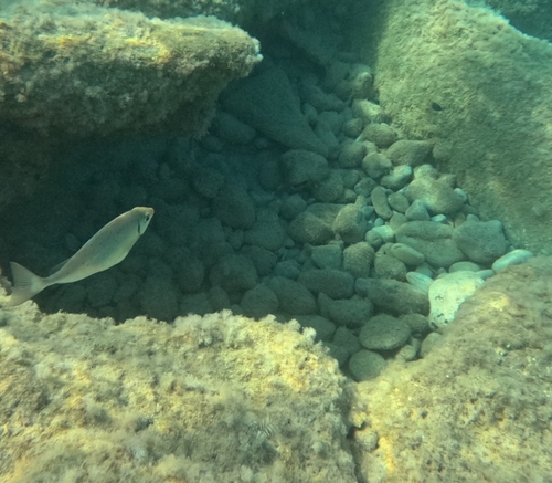Siganus rivulatus