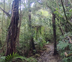 Hedycarya arborea