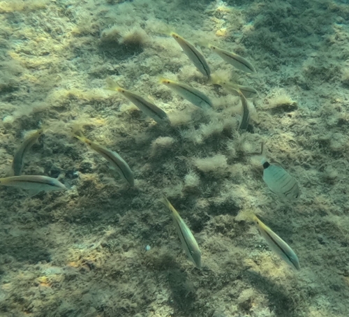 Parupeneus forsskali