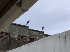 Leptoptilos crumenifer