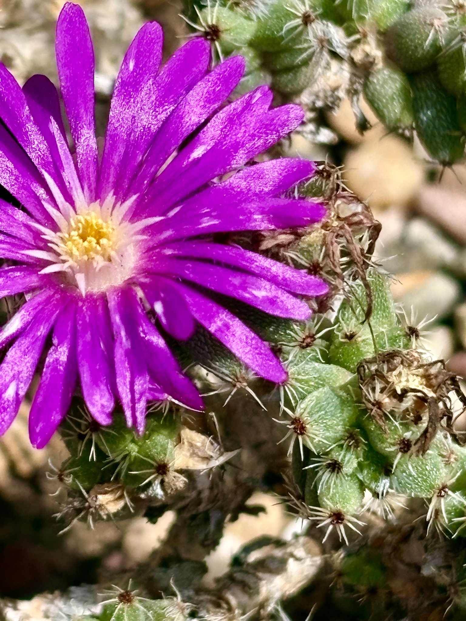 Kleinkaroo Crownfig (Trichodiadema burgeri)