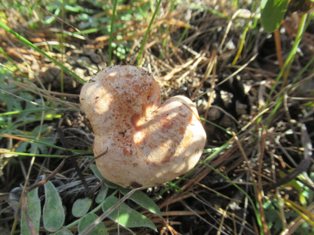 Lactarius deliciosus · September 2025 · photo: © smsergey (iNaturalist, cc-by-nc)