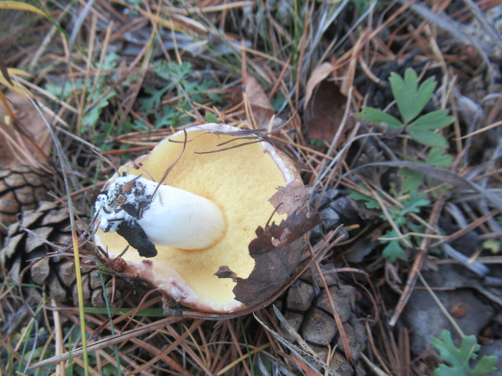 Suillus granulatus · September 2025 · photo: © smsergey (iNaturalist, cc-by-nc)