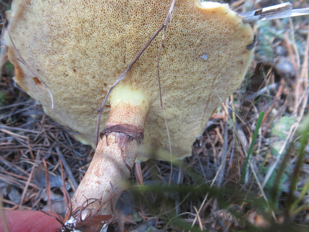 Suillus luteus · September 2025 · photo: © smsergey (iNaturalist, cc-by-nc)