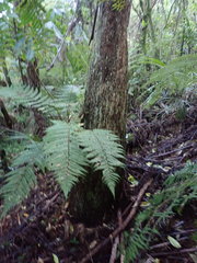 Dicksonia squarrosa
