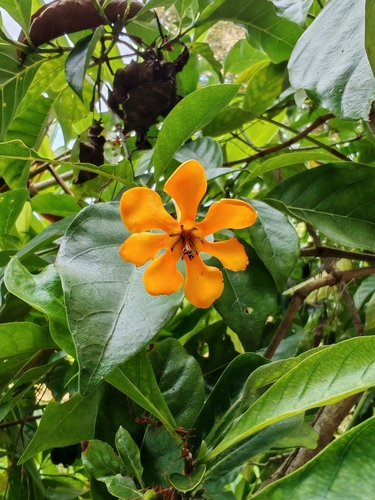 Gardenia carinata observed 2025-09-24