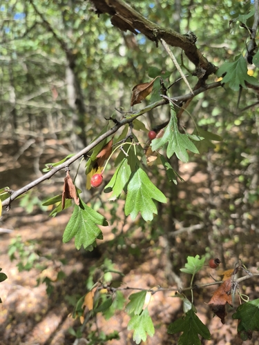 common hawthorn