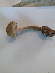 Boletellus deceptivus