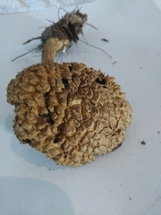 Boletellus deceptivus