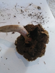 Boletellus deceptivus