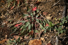 Oenothera brachycarpa