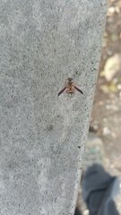 Parancistrocerus histrio