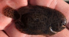 Trinectes maculatus