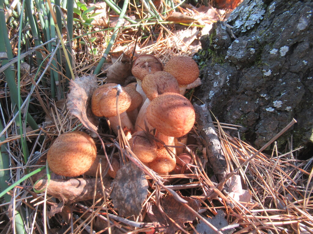 Armillaria borealis · September 2025 · photo: © smsergey (iNaturalist, cc-by-nc)