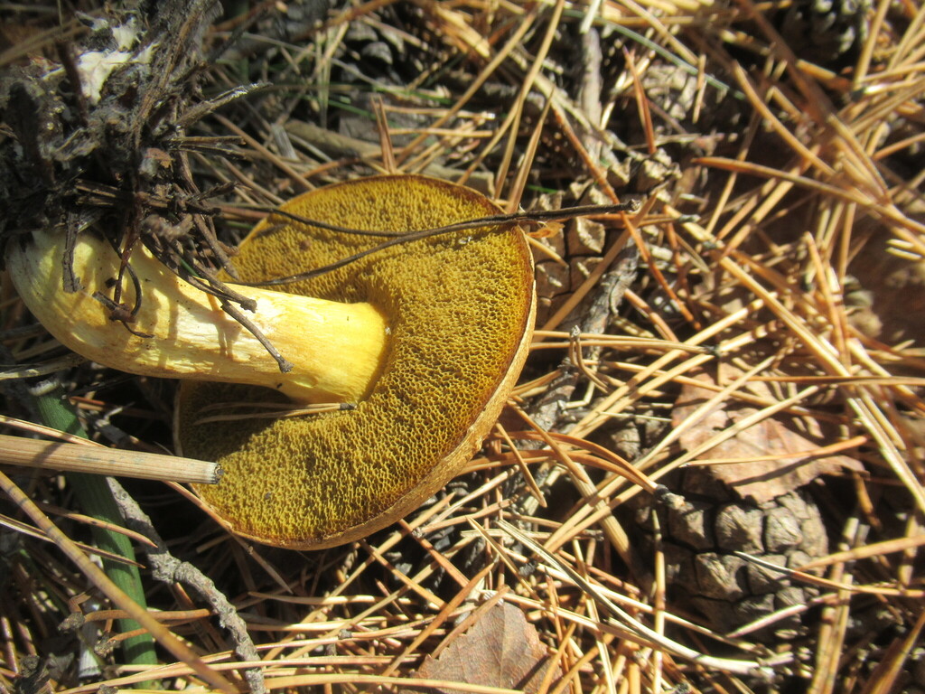 Suillus variegatus · September 2025 · photo: © smsergey (iNaturalist, cc-by-nc)