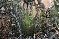Agave × glomeruliflora
