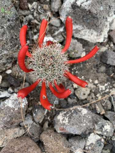 Schummann's Nipple Cactus