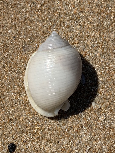 Phalium bisulcatum bisulcatum, 2025-09-24
