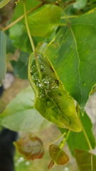 Rhytidodus decimusquartus
