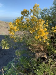 Xylothamia diffusa