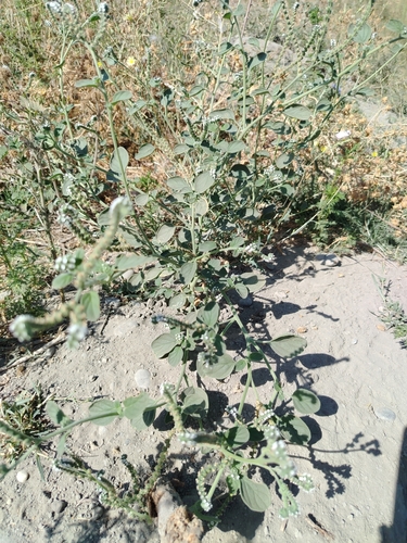 Heliotropium ellipticum, photograph 5