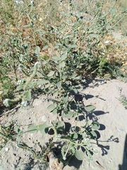 Heliotropium ellipticum, photograph Orzigul Anvarova, CC BY, iNaturalist via GBIF