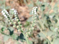 Heliotropium ellipticum, photograph Orzigul Anvarova, CC BY, iNaturalist via GBIF