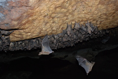 Rousettus aegyptiacus