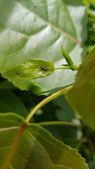 Rhytidodus decimusquartus