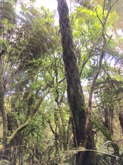 Cyathea medullaris