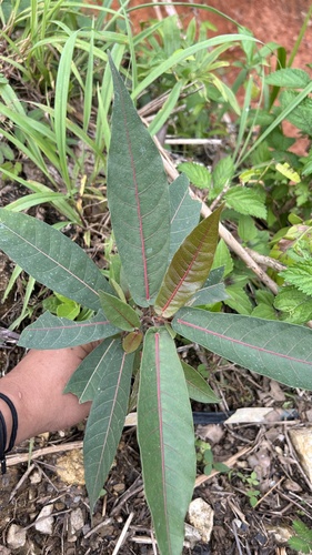 Ficus adenosperma (Ficus adenosperma)