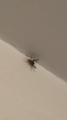 Tachycines asynamorus