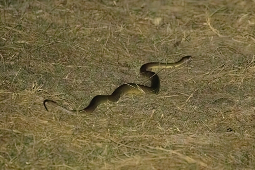 Water Python sighting