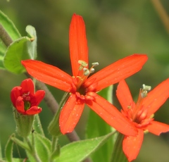 Silene regia