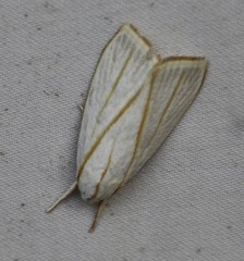 Cryptophasa flavolineata