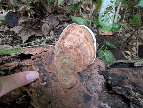 Ganoderma applanatum