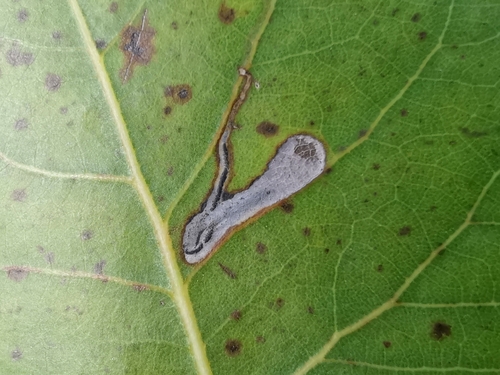 Stigmella populetorum photo 3