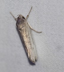 Xylorycta haplochroa