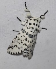 Kamalia australis