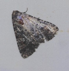 Condica aroana