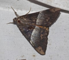 Oxyodes tricolor