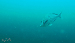 Nemadactylus douglasii