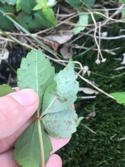 Phyllocnistis ampelopsiella