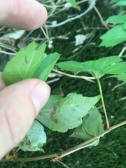 Phyllocnistis ampelopsiella