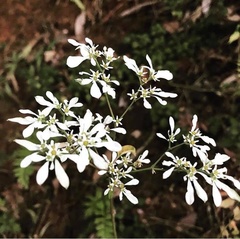 Euphorbia leucocephala