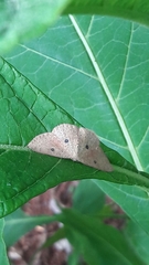 Cosymbiini
