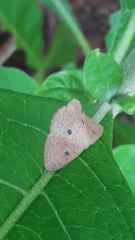 Cosymbiini