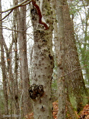 Cryptococcus fagisuga