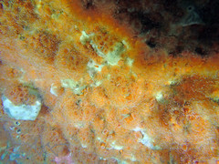 Corynactis australis