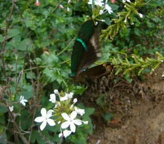 Papilio crino